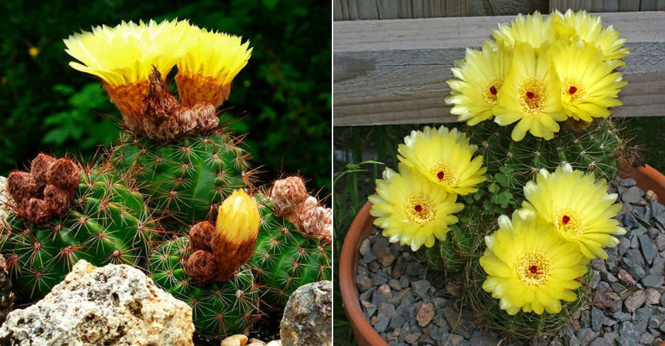 Parodia ottonis (Indian Head Cactus)
