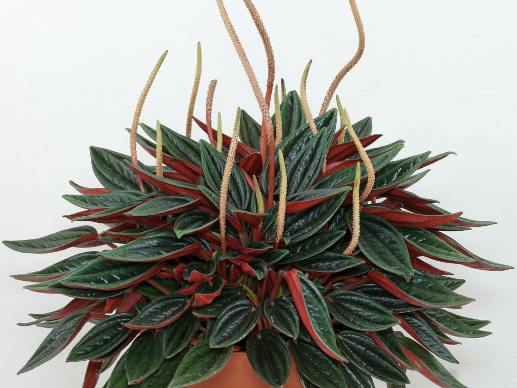 Peperomia ‘Rosso’