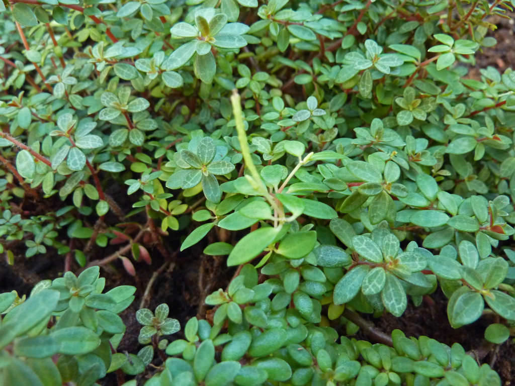Peperomia rubella