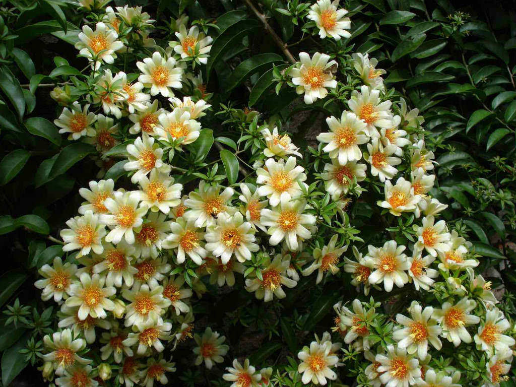 Pereskia aculeata (Barbados Gooseberry)