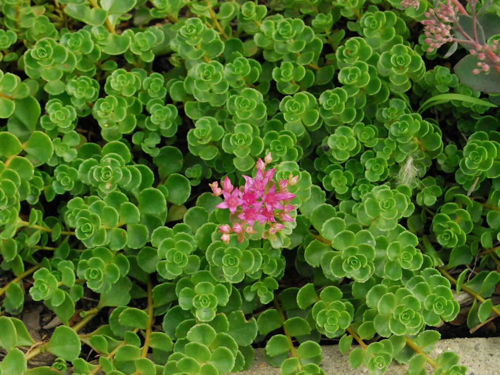 Phedimus spurius ‘John Creech’