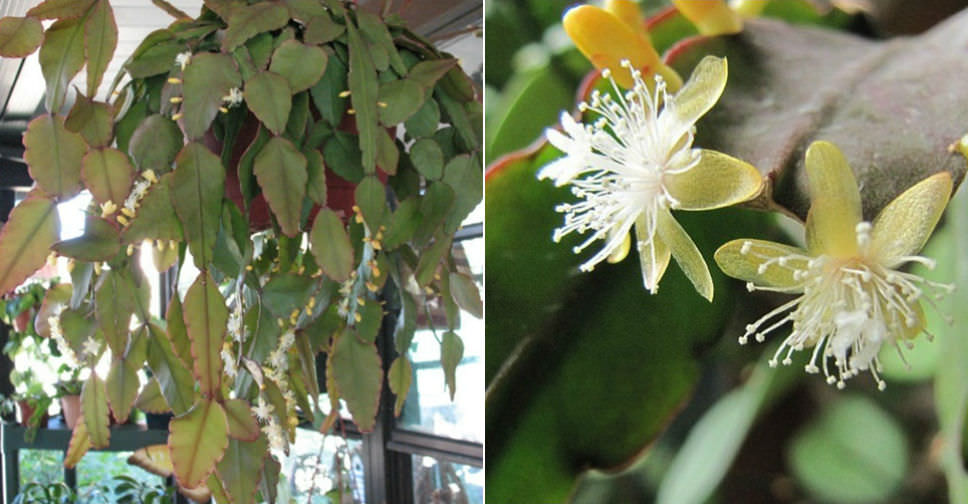 Rhipsalis elliptica