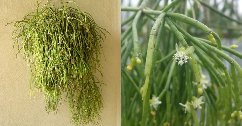 Rhipsalis teres (Quill-like Wickerware Cactus)