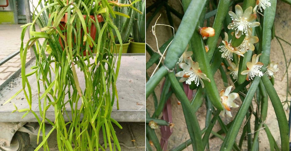 Rhipsalis trigona (Mistletoe Cactus)