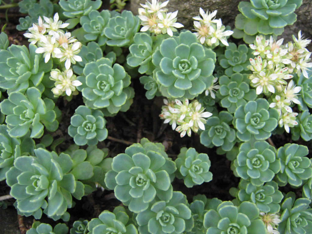 Rhodiola pachyclados (Gray Stonecrop)