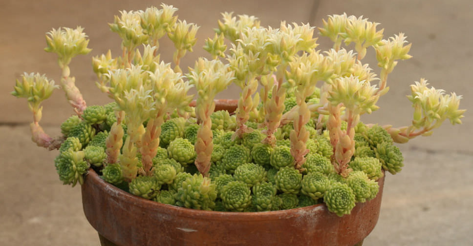 Prometheum chrysanthum