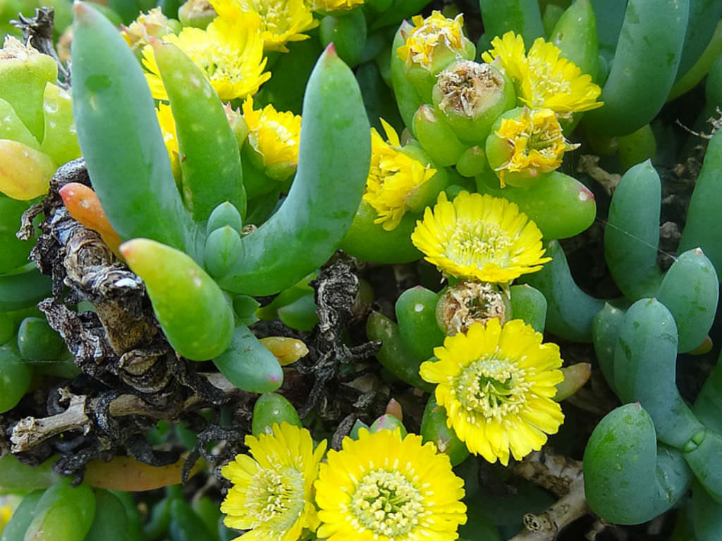 Scopelogena verruculata