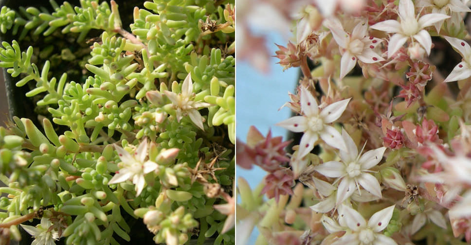 Sedum diffusum (Diffuse Stonecrop)