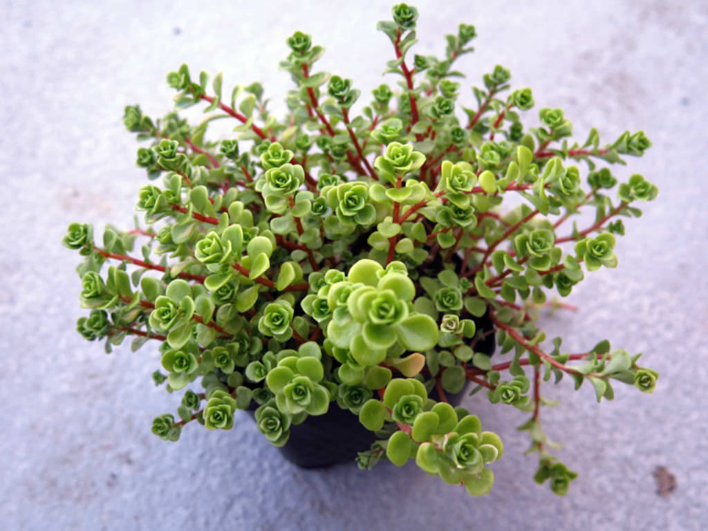 Sedum makinoi ‘Limelight’ (Japanese Stonecrop)