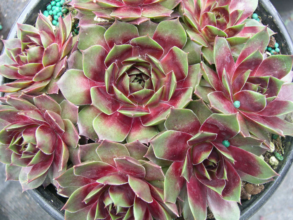 Sempervivum ‘Westerlin’