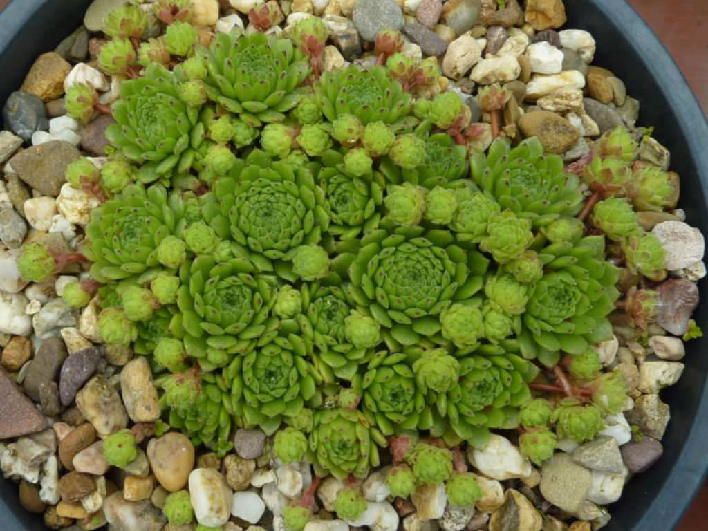 Sempervivum ‘Windstille’