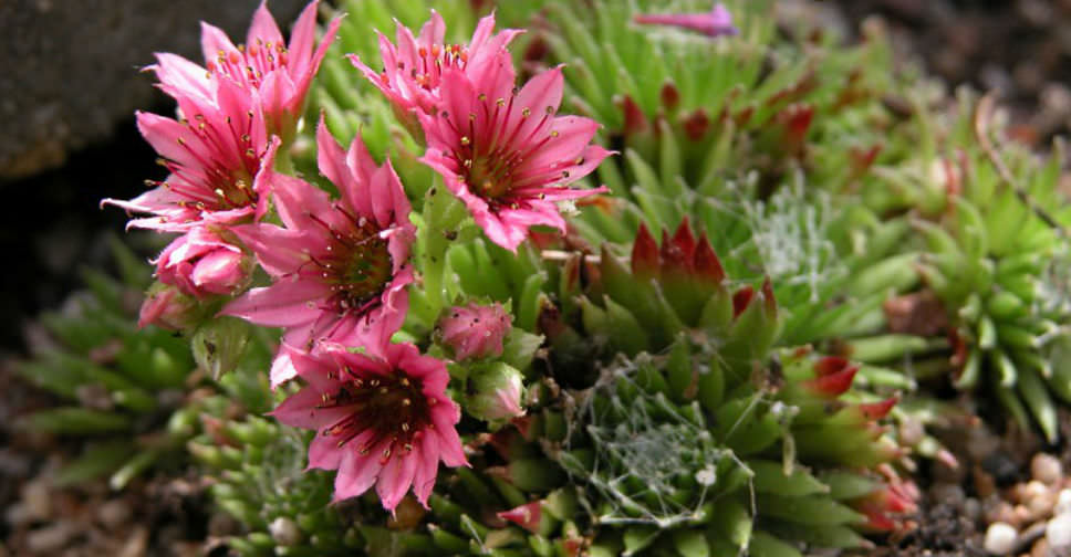 Sempervivum ×barbulatum ‘Hookeri’