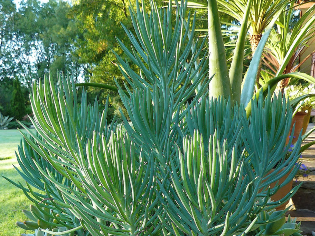 Senecio cylindricus (Narrow-leaf Chalk Sticks)
