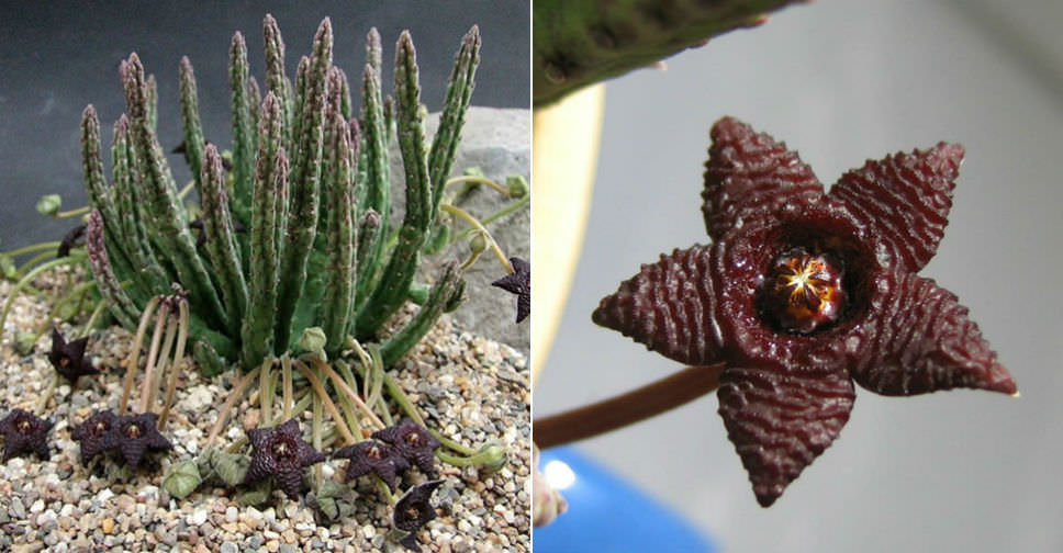 Stapelia similis (Similar Stapelia)