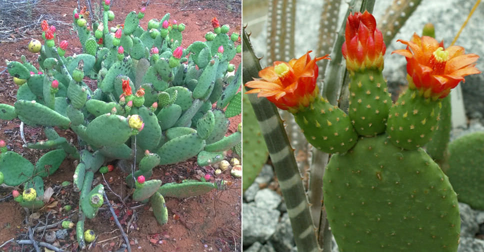 Tacinga inamoena