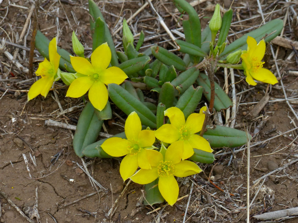 Talinum caffrum (Porcupine Root)