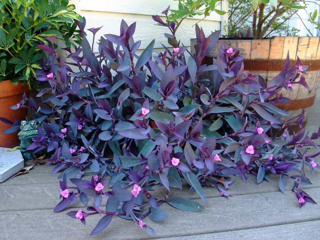 Tradescantia pallida (Purple Heart)