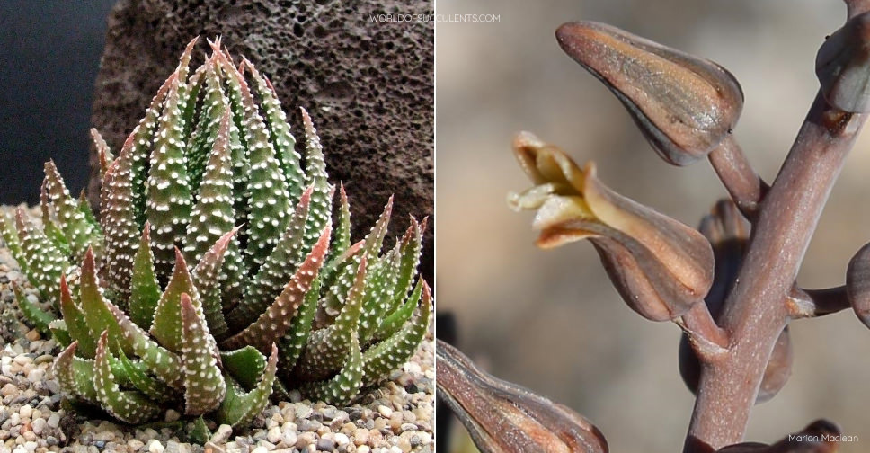 Tulista pumila (Pearl Plant)