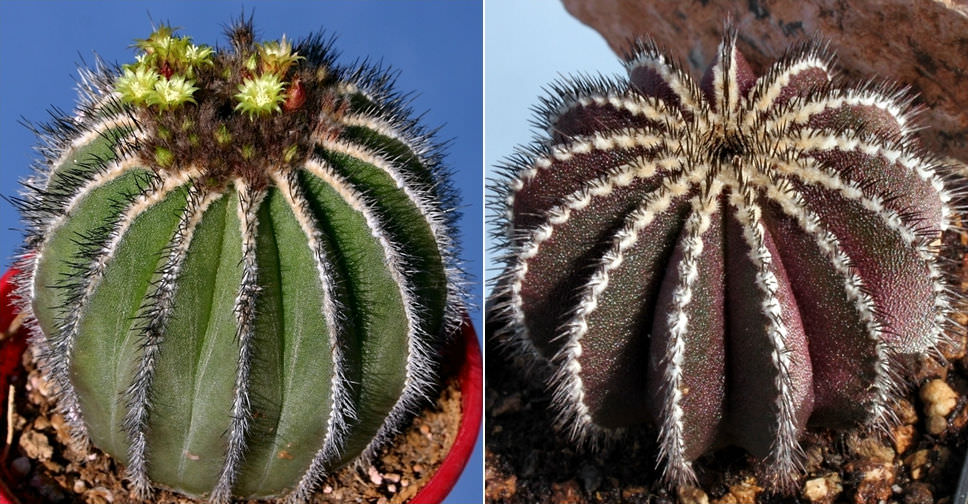 Uebelmannia pectinifera