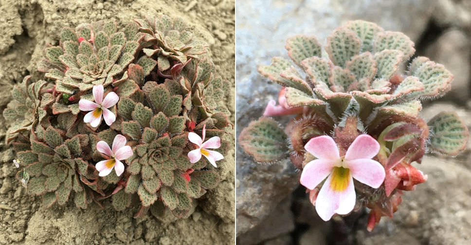 Viola philippii